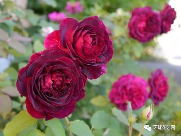 十大最稀有的玫瑰花品种图片,稀有玫瑰花品种大全图片
