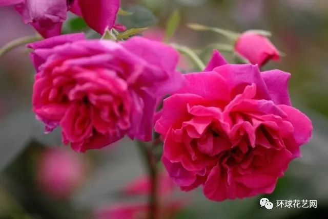 十大最稀有的玫瑰花品种图片,稀有玫瑰花品种大全图片