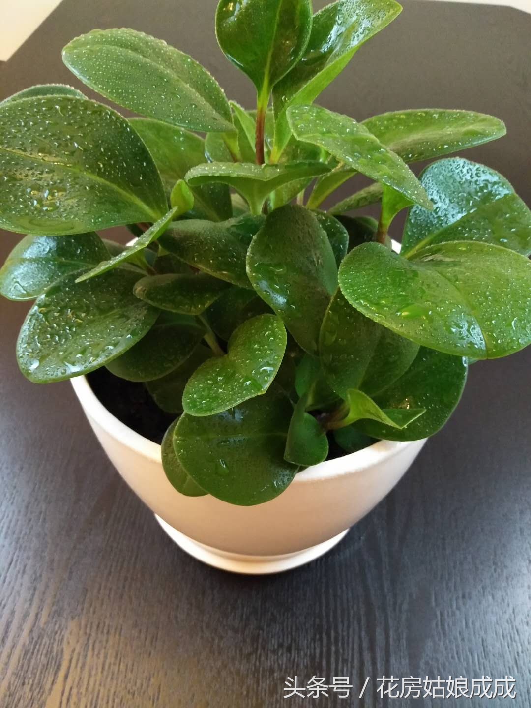 多肉碧玉花徒长怎么办,碧玉莲怎么避免徒长