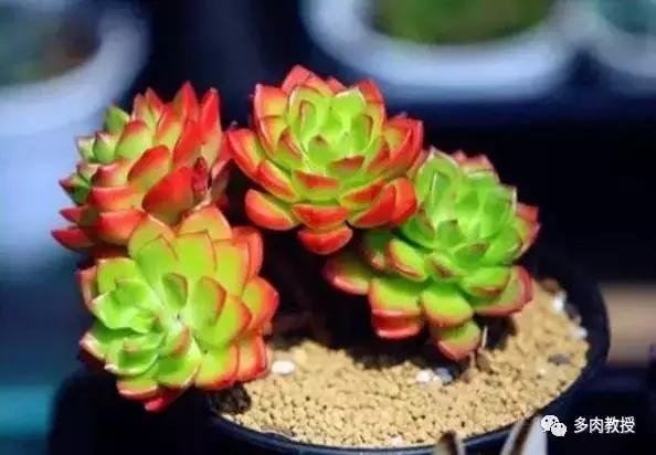 皮实好养的5款多肉,推荐几款多肉好看又好养的