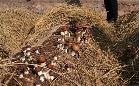 大球盖菇的栽培技术与管理,大球盖菇最新栽培技术步骤