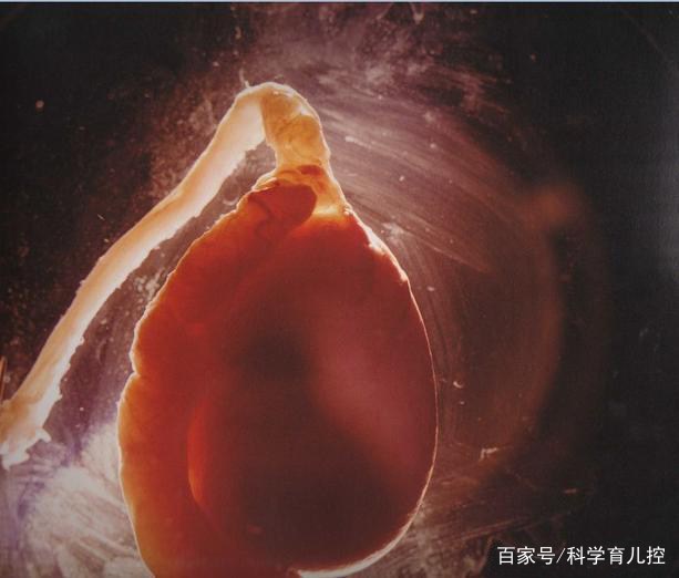 精子经过的四个过程,精子产生与吸收过程