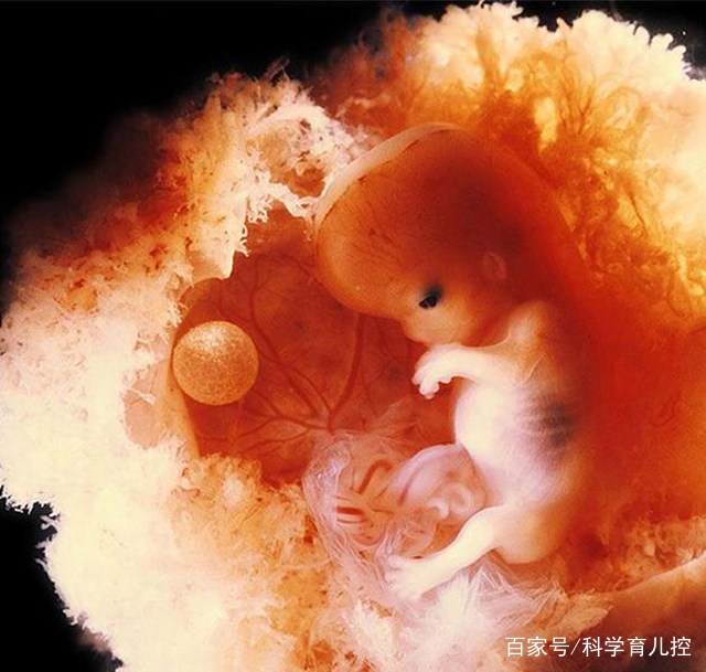 精子的产生全过程,精子从开始到最后的过程