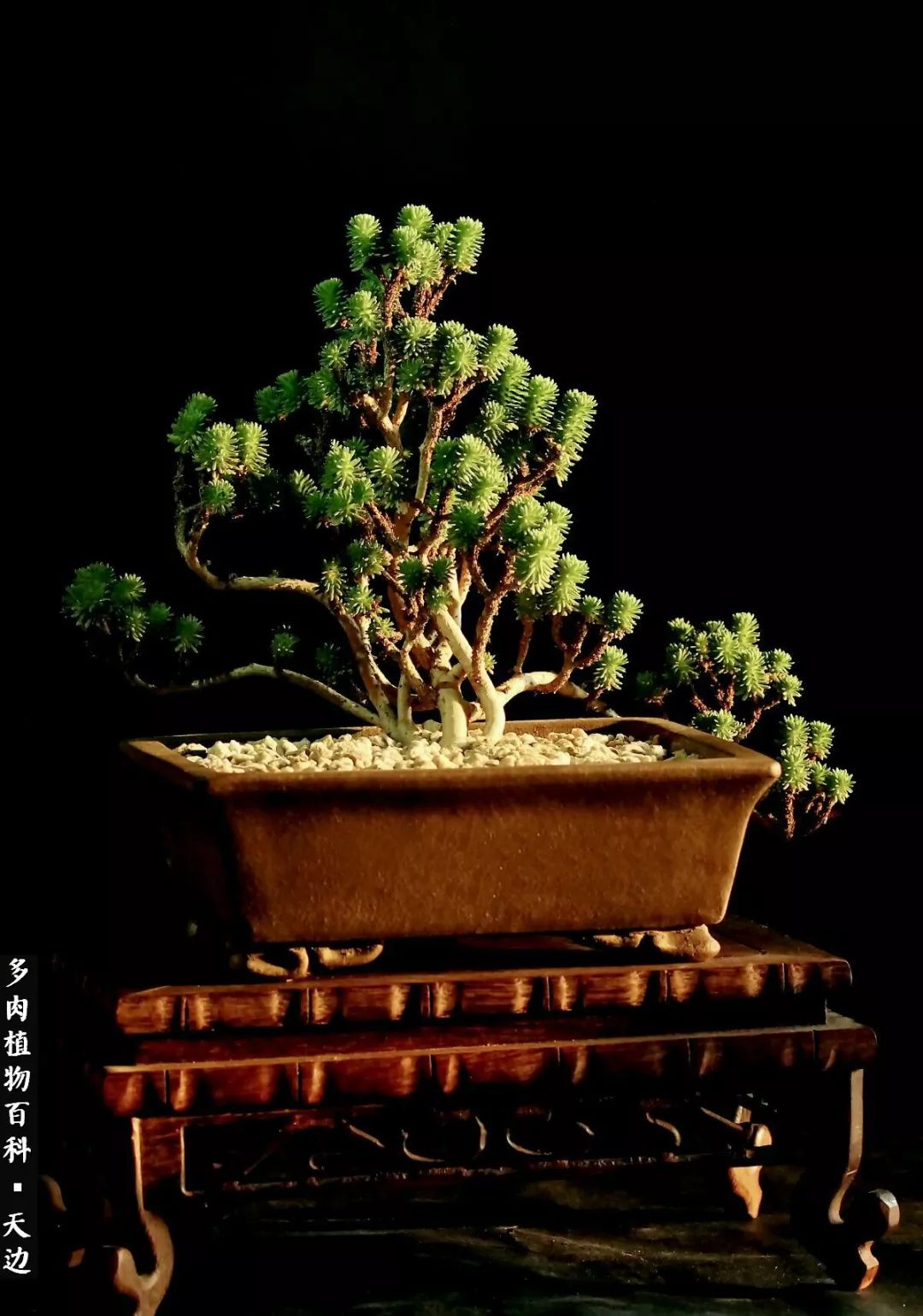 球松——不一样的美！诗一样的完美意境！