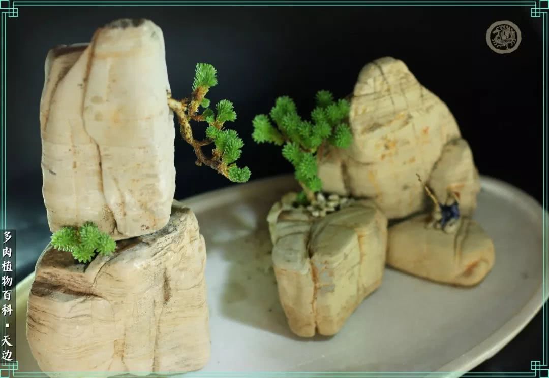 球松——不一样的美！诗一样的完美意境！