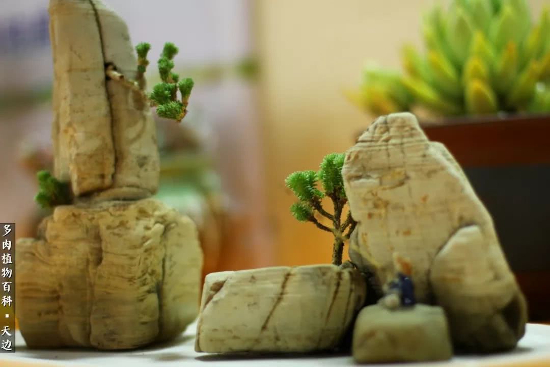 球松——不一样的美！诗一样的完美意境！