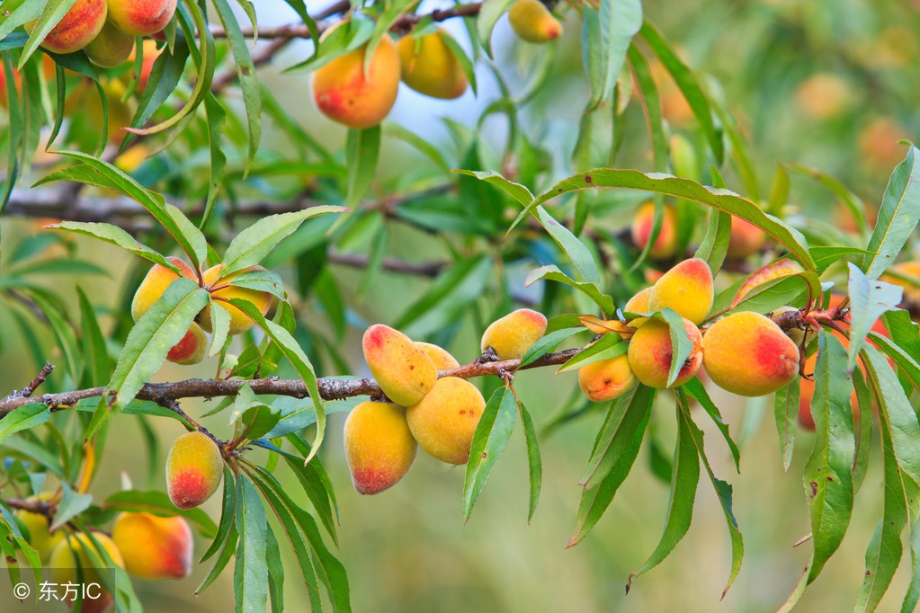 桃树打控旺药树叶发黄不旺怎么办,桃子还没熟就烂了怎么回事