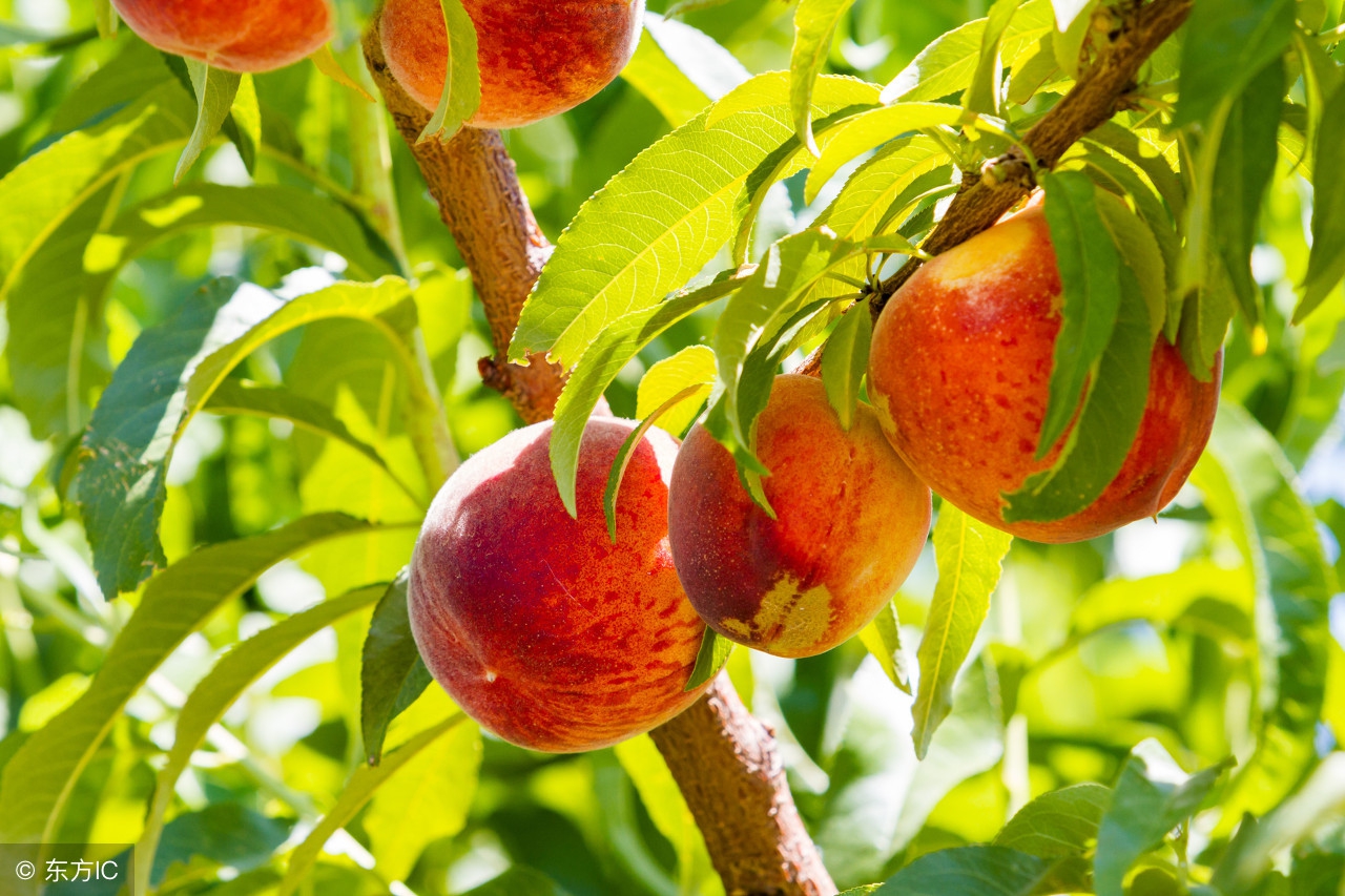 桃树的叶片发黄，千万别掉以轻心，不及时防治明年就无桃可摘了