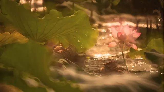 上海赏荷花最好的地方,上海秋冬拍荷花最佳地点