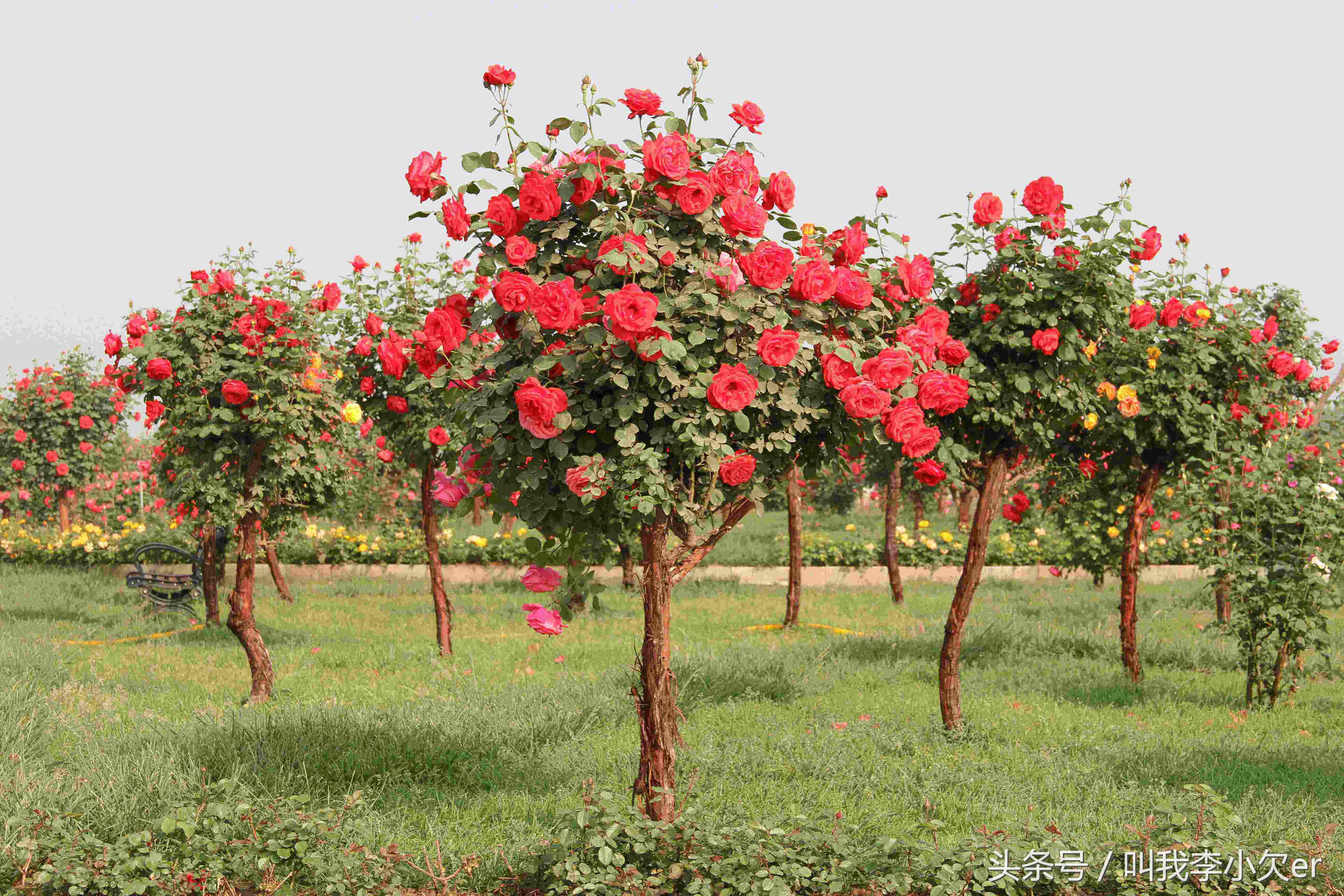 家乡名片石家庄,你觉得哪种花代表你的家乡
