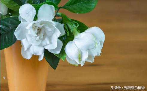 栀子花有花苞不开花浇啤酒,栀子花开花时黄叶怎么办