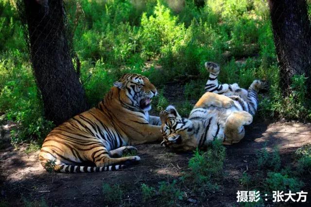 迷人的哈尔滨之夏万达实景,迷人的哈尔滨之夏