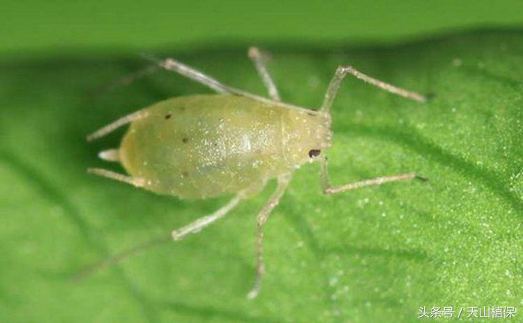 无公害防治蔬菜蚜虫,蔬菜种植蚜虫防治方法是
