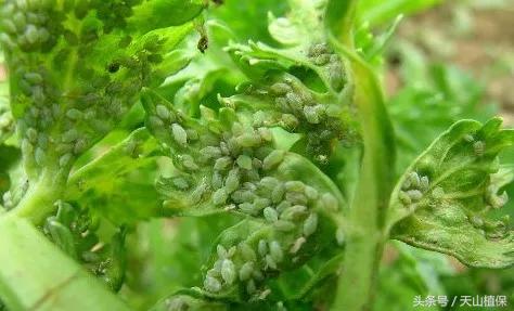 无公害防治蔬菜蚜虫,蔬菜种植蚜虫防治方法是