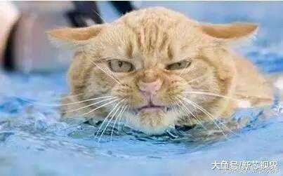 爱踢足球的猫,微笑的猫咪