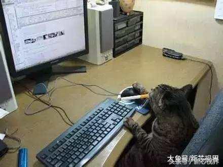 爱踢足球的猫,微笑的猫咪