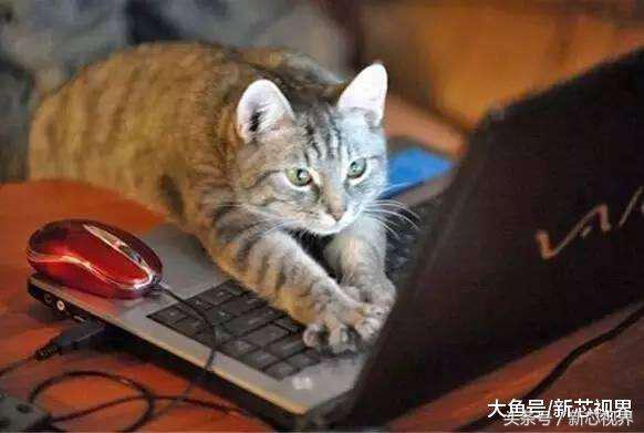 爱踢足球的猫,微笑的猫咪