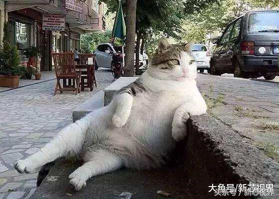 爱踢足球的猫,微笑的猫咪