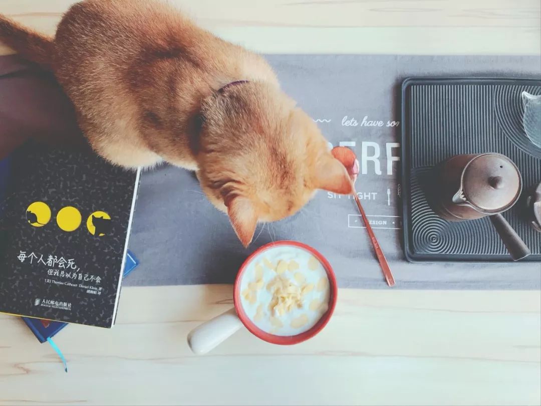 D155：留恋知识的酸奶~当榴莲遇到芝士酸奶，你将被打开新世界大门