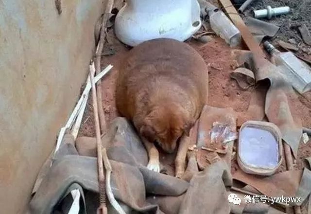 垃圾食品吃多了身体发臭,吃垃圾食品