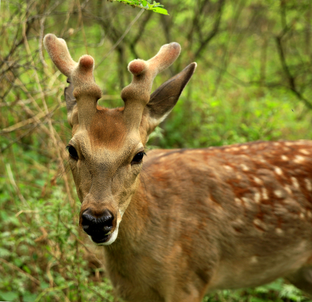 瑰丽与发展并存，机遇助东丰五彩鹿乡采风记之总结篇
