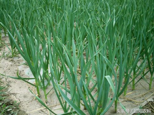 一亩大蒜卖了8000元,一亩地大蒜能赚多少钱