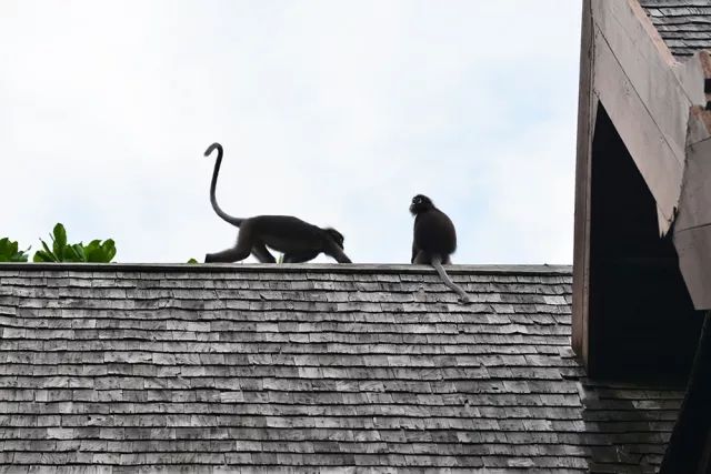 沉迷私岛酒店,这个夏天缺一次马来之旅