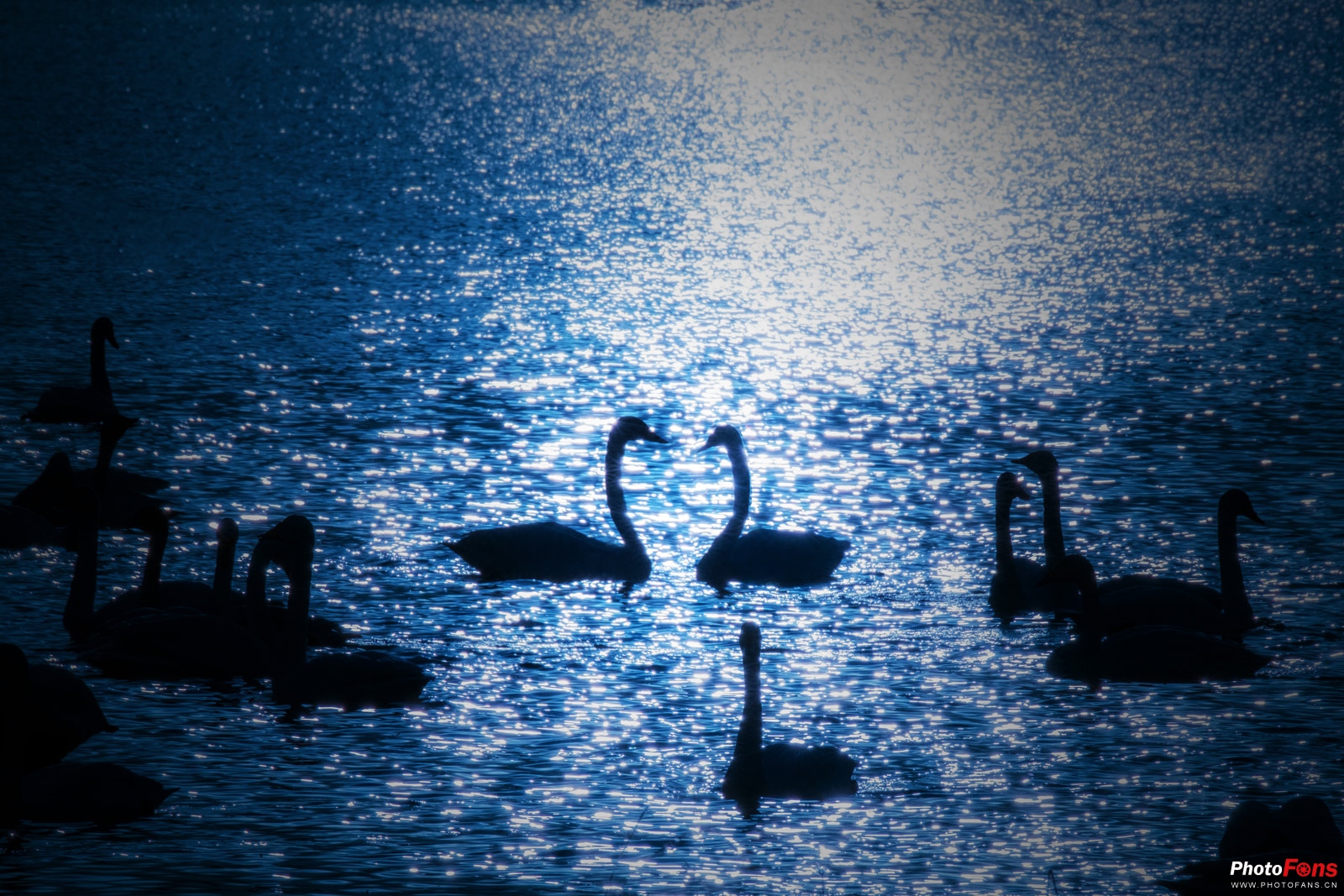 拍鸟如何选择对焦,全方位揭秘拍鸟技巧