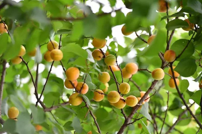 南京不老村，这个画得了插画、种得了花的萌大叔，亲自打造一个家