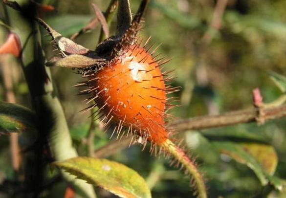 十大补肾名药材有哪些,十大最好的补肾中药