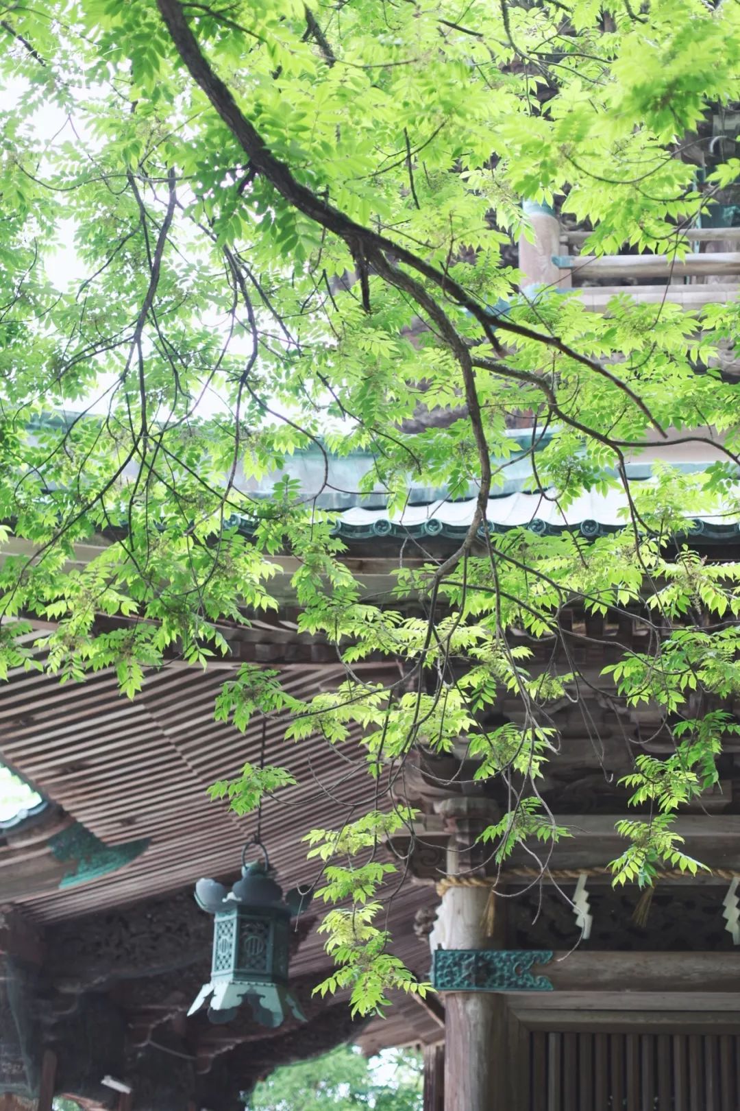 日本的哪个地方中国人不能去,日本什么地方很多中国人