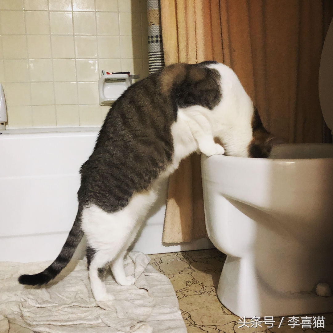 大名鼎鼎的中华气死猫,专业欺负铲屎官,谁养谁知道