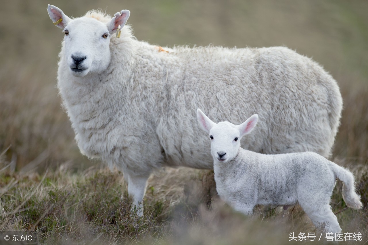 养羊未来十年前景如何,现在养羊什么前景最好