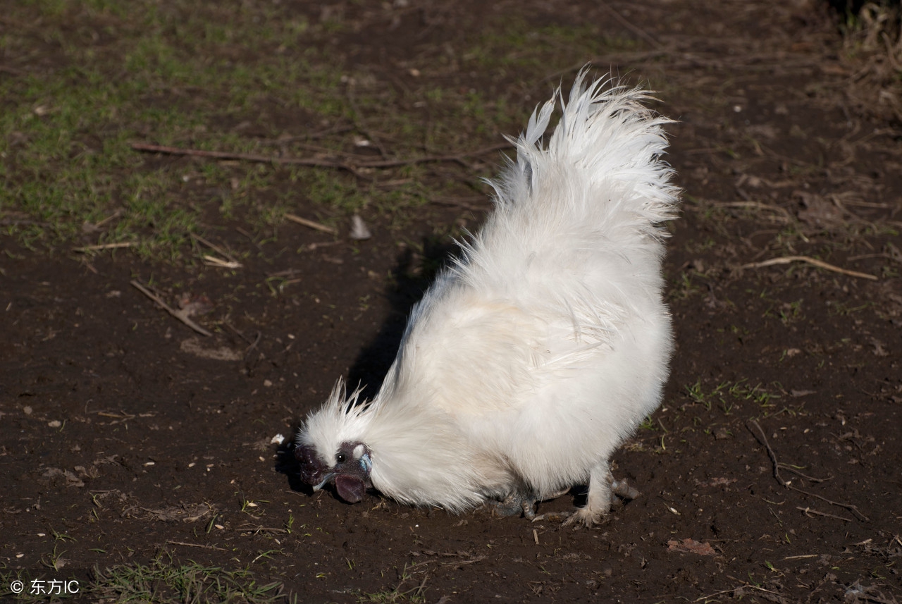 竹丝鸡雏鸡的饲养方式,竹丝鸡怎么挑回来养