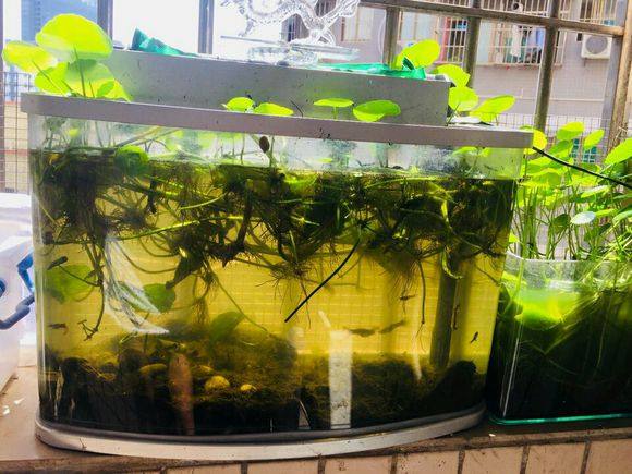 直接把铜钱草放在鱼缸里行吗,铜钱草放鱼缸过滤里对鱼有伤害么