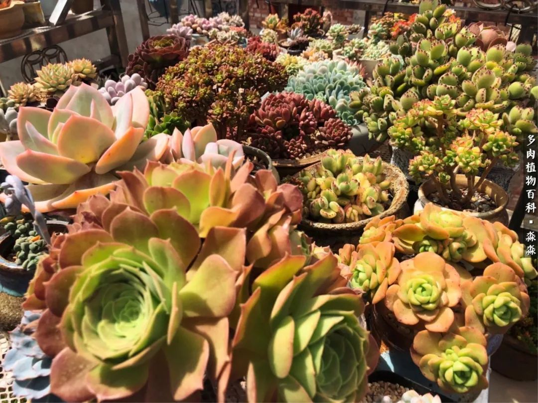 佛系养肉者,佛系养猫养狗人