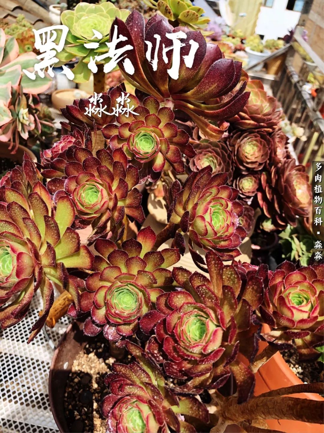 佛系养肉者,佛系养猫养狗人