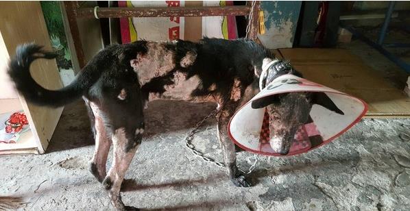 爱是最好的整容方式！狗狗身上长蛆发臭，惹人厌，半年后判若两狗