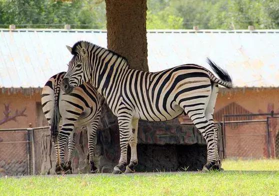 滹沱河鹿泉自驾,鹿泉到灵寿自驾