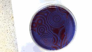 100张趣味化学反应动图,30张化学反应动图