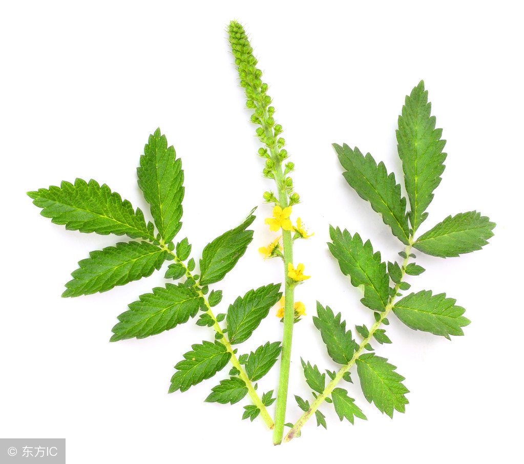 中药不传之秘之仙鹤草,每日一剂中草药