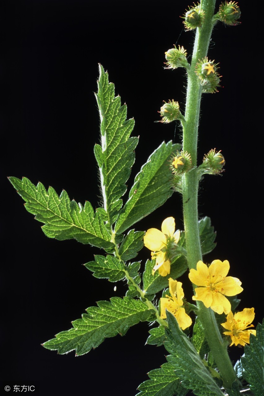 中药不传之秘之仙鹤草,每日一剂中草药