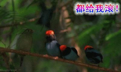 给我滚——骂出幽默的搞笑动图文字表情包