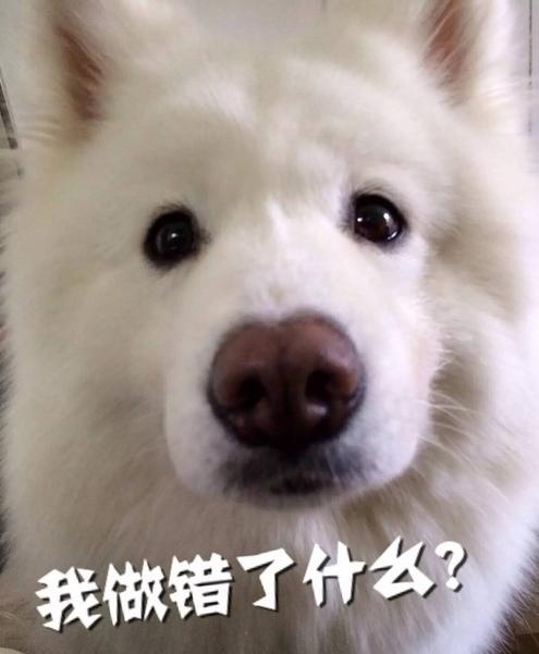 铲屎官给狗狗起的十大奇葩名字,叫铁头的那个你过分了啊