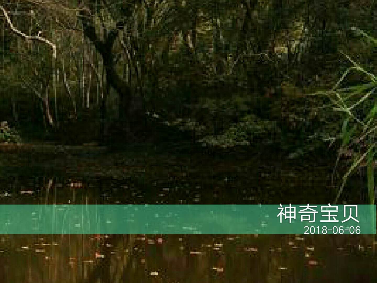 角蛙三个月不进食会死掉吗,养角蛙的十大忠告角蛙怎么过冬