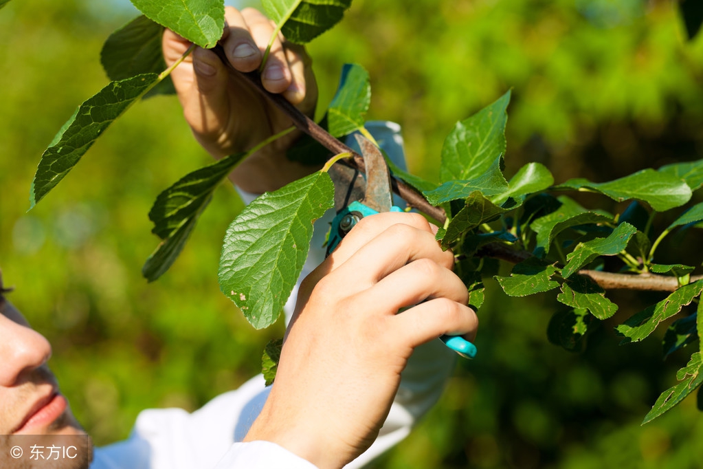果树一年修整几次,果树一年要环割几次