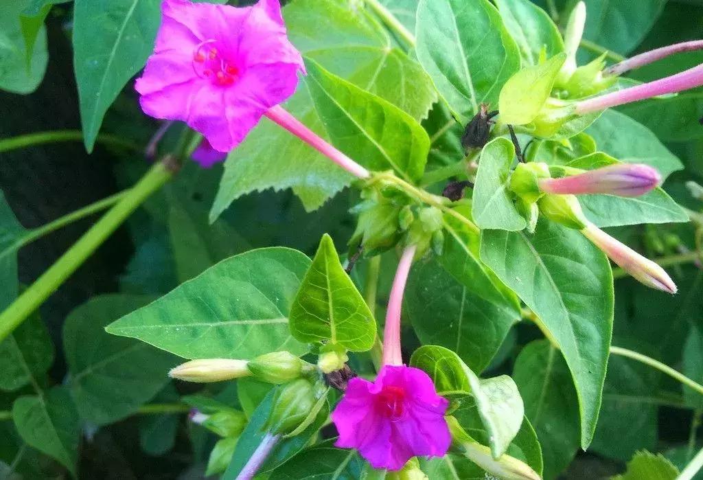 白胭脂花和紫茉莉有什么区别,紫茉莉是不是胭脂花