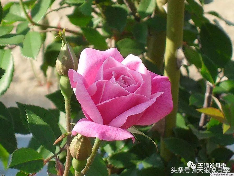 有哪些中国古老月季原生品种,中国四大古典月季