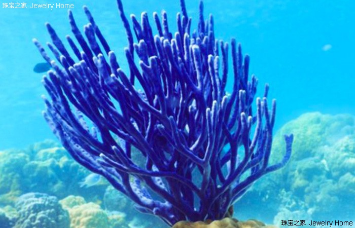 红珊瑚的魅力有多大,红珊瑚的魅力有多强