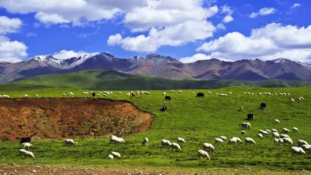 现在国内旅游最值得去的草原 (一生要去的草原呼伦贝尔大草原)